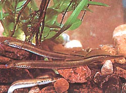 Lampetra planeri LAMPREY PLANER