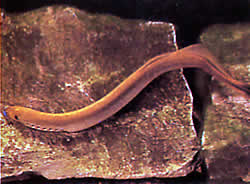 Lampetra wilderi