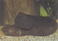 Lepidosiren paradoxa (Ameryka Południowa Lepidosirène)