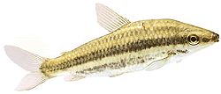 Leporinus arcus (Leporinus arcus)