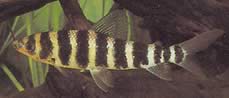 Leporinus fasciatus fasciatus Leporinus z czarnymi zespołami