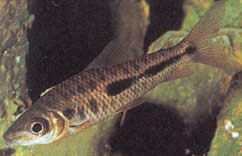 Leporinus moralesi Leporinus dojrzały