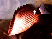 Lutjanus sanguineus Red Blood Cropper