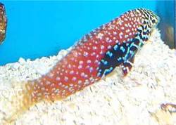 Macropharyngodon bipartitus (Wermikulowany labre)