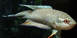 Macropodus concolor (Czarny makropod)