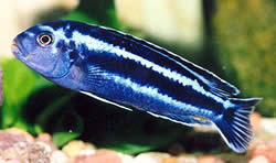 Melanochromis cyaneorhabdos (Melanochromis usano)