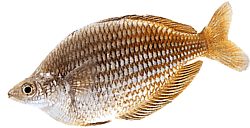 Melanotaenia fluviatilis (Australian Rainbow Fish)