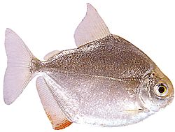 Metynnis hypsauchen (Métynnis z dużymi głowami)