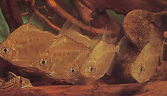 Metynnis lippincottianus (KOUMANOU, DOLAR FISH)
