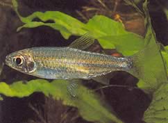 Micralestes stormsi (Czerwona Tetra z Kongo True)