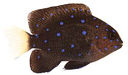 Microspathodon chrysurus (Żółta biżuteria)
