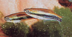 Mimagoniates lateralis (Tetra-glande z zakazem)