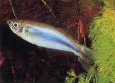 Mimagoniates microlepis (Małe skale tetra-barberos)
