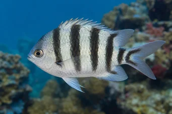Abudefduf oxyodon