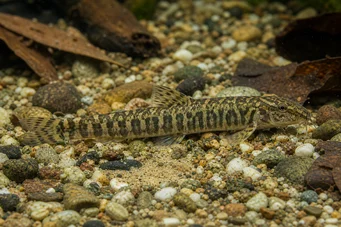 Acanthocobitis botia Płaski loche