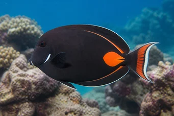 Acanthurus Achilles Czerwony Spot i Chirurg Tail