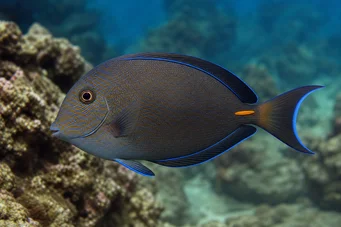 Acanthurus Dussumieri