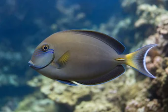 Acanthurus Fowleri Ryba chirurgowa Fowler