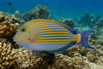 Acanthurus Lineatus Chirurg w paski