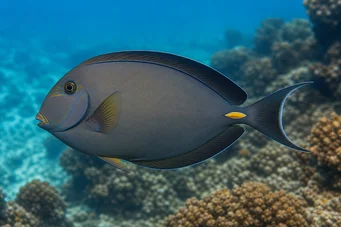 Acanthurus Mata Chirurg białych