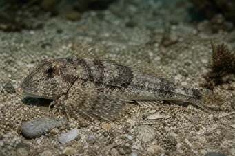 Agonus cataphractus Mysz morska