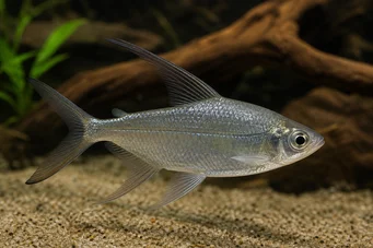 Alestes longipinnis Charakter z długimi płetwami