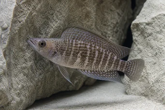 Altolamprologus compressiceps Altolamprologus kompresja