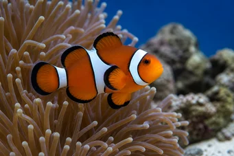 Amphiprion bicinctus