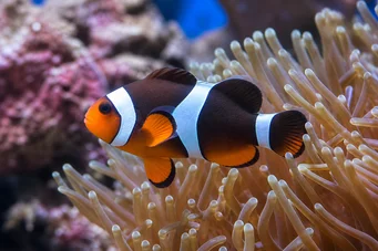 Amphiprion clarkii