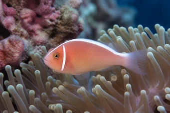 Amphiprion perideraion