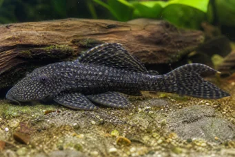 Ancistrus bodenhameri