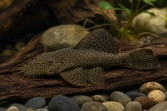 Ancistrus hyplogenys Czarny Ancistrus
