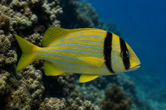 Anisotremus virginicus Mięso wieprzowe