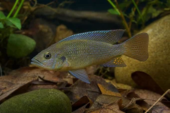 Anomalochromis thomasi