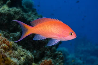 Anthias anthias Fryzjer