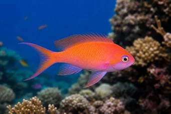 Anthias squamipinnis Czerwony fryzjer