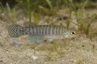 Aphanius dispar Aphanius znika