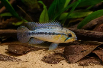 Apistogramma borellii Apistogma borrellii