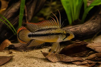Apistogramma cacatuoides