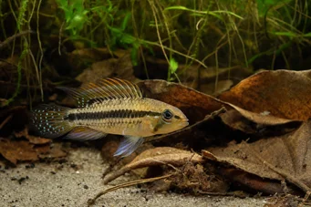Apistogramma nijsseni Najżsen Dwarf Cichlid
