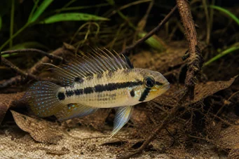 Apistogramma trifasciatum Trzy -line karłowate cichlid