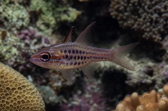Apogon nematopterus Apogon piżama