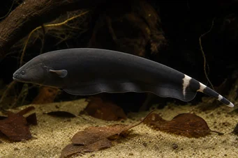 Apteronotus albifrons American Cup Fish - zwany także Black PHA