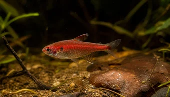 Axelrodia riesei Czerwona Semolina Tetra