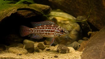 Badis assamensis (Ryba Chameleon)