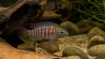 Badis badis Ryba Chameleon
