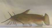 Barbotte Kocia ryba