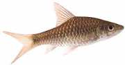 Barbus dorsalis Brodaty grzbiet
