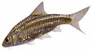 Barbus fasciatus Brodaty
