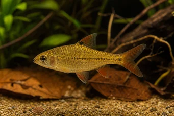 Barbus gelius (Brodaty)